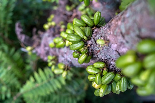 Les différents types de souris pour gamer: quelle est la meilleure ?